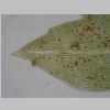 Leaf Apex 40er 01.jpg
